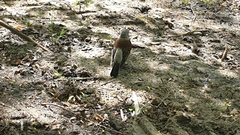 Turdus pilaris