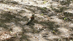 Turdus pilaris