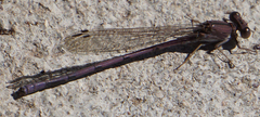 Argia pallens
