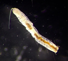 Pristina proboscidea