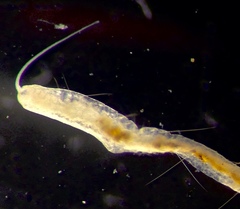 Pristina proboscidea