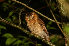 Otus spilocephalus