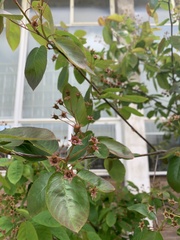 Angiospermae