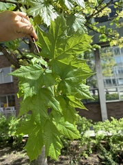 Angiospermae