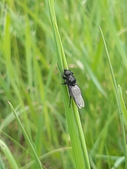 Diptera