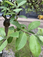 Angiospermae