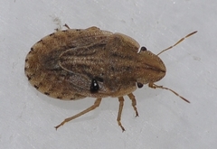Sciocoris sulcatus