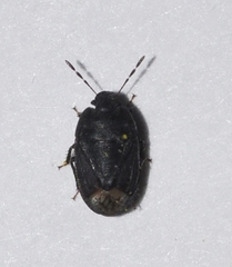 Ochetostethus