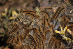Malacosoma castrense