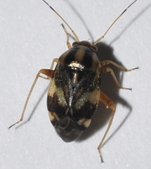 Cyphodema instabilis