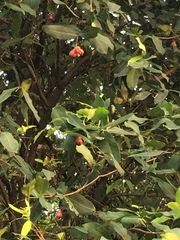 Syzygium aqueum