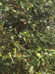 Syzygium aqueum