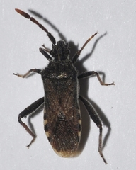 Loxocnemis dentator