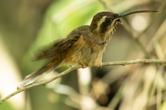 Phaethornis squalidus