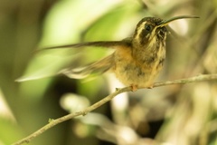 Phaethornis squalidus