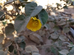 Abutilon leucopetalum