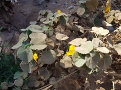 Abutilon leucopetalum