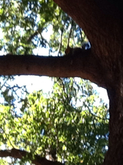 Sciurus carolinensis