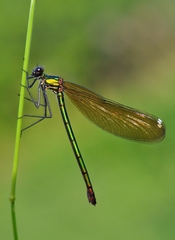 Calopteryx splendens