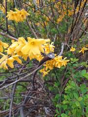 Forsythia suspensa