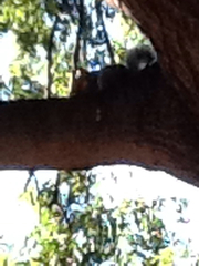 Sciurus carolinensis