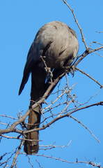 Corythaixoides concolor bechuanae