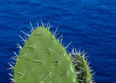 Opuntia lasiacantha