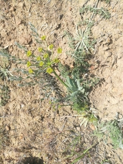 Zosima absinthifolia