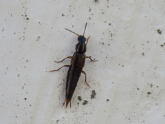 Raphirus