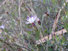 Centaurea aspera stenophylla
