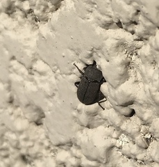 Tenebrionidae
