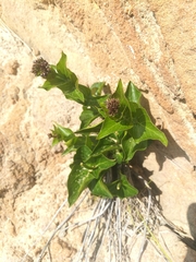 Vincetoxicum funebre