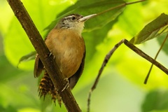 Cantorchilus longirostris