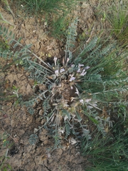 Astragalus dolichophyllus