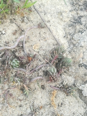 Petrosedum subulatum