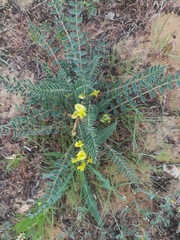 Astragalus longipetalus