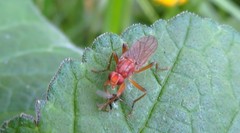 Norellisoma spinimanum