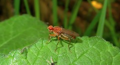 Norellisoma spinimanum