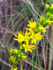 Cambessedesia espora