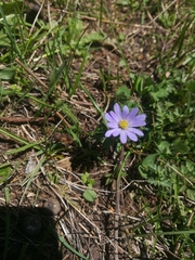 Anemonoides caucasica