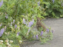 Pterorhinus lanceolatus