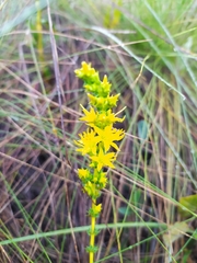 Cambessedesia espora