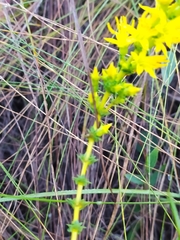 Cambessedesia espora