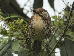 Pterorhinus lanceolatus