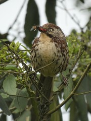 Pterorhinus lanceolatus