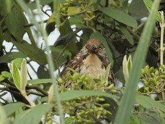 Pterorhinus lanceolatus