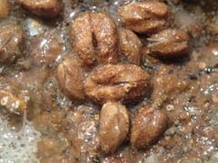 Acar squamosa