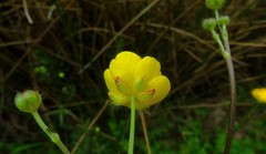 Ranunculus acris acris