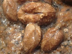 Acar squamosa