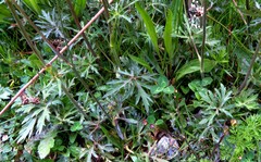 Ranunculus acris acris